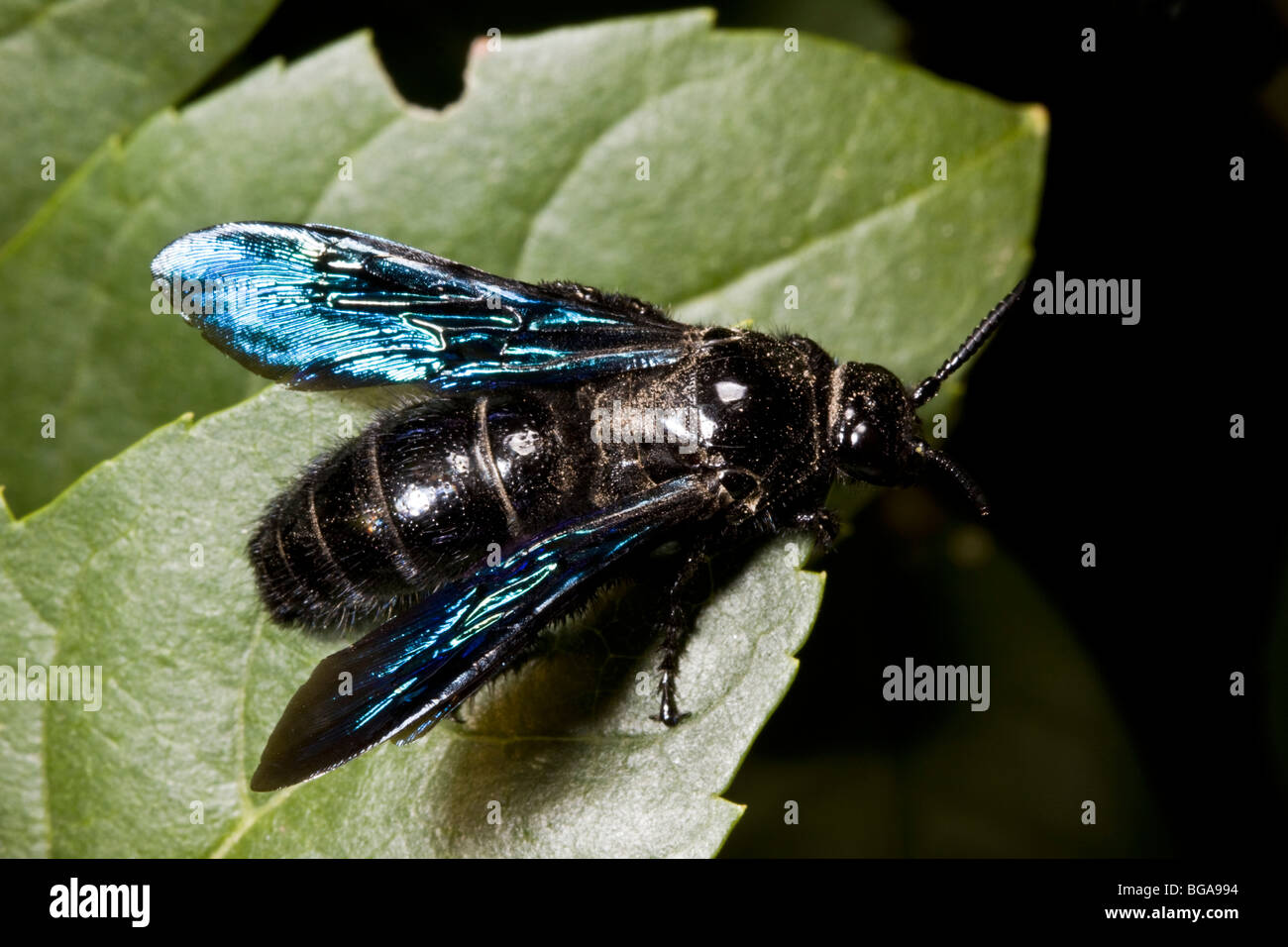 Common insect found in many hi-res stock photography and images - Alamy