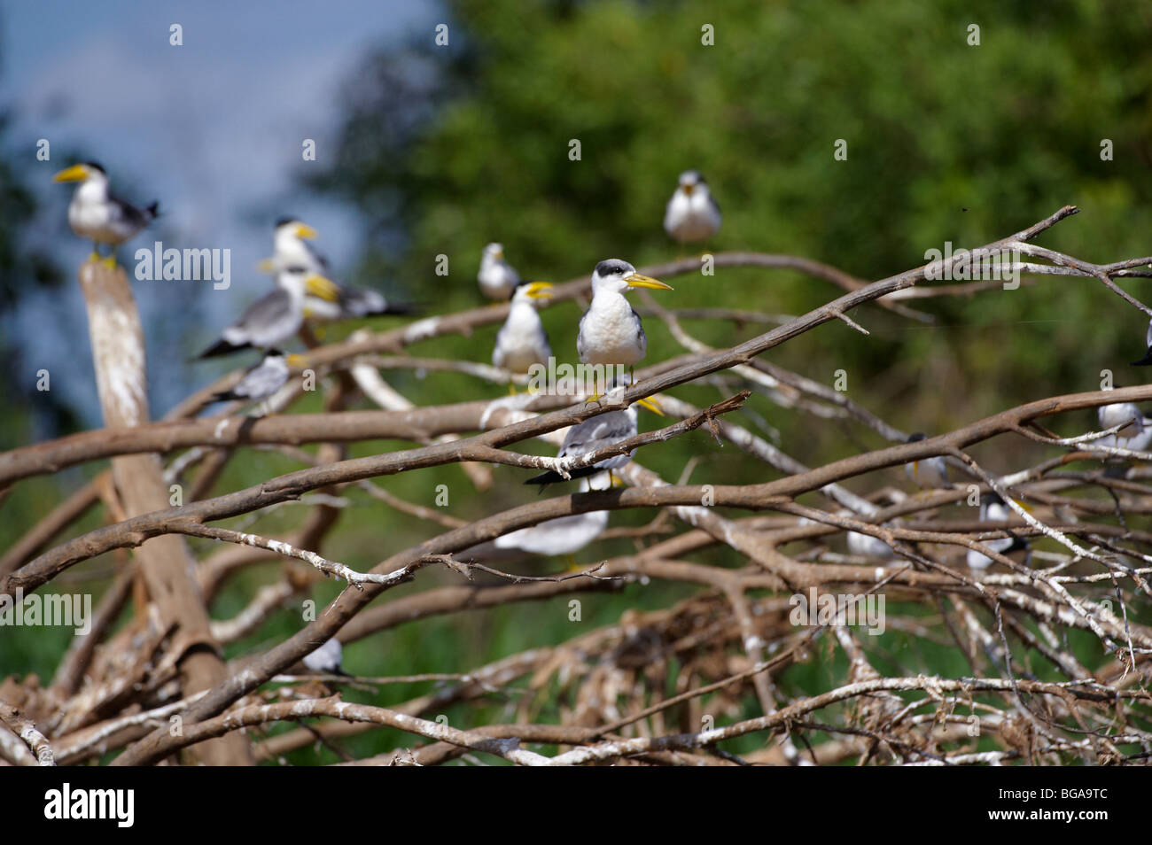 Yellow-billed Terns sitting on branches, Sternula superciliaris, PANTANAL, MATO GROSSO, Brasil, South America Stock Photo