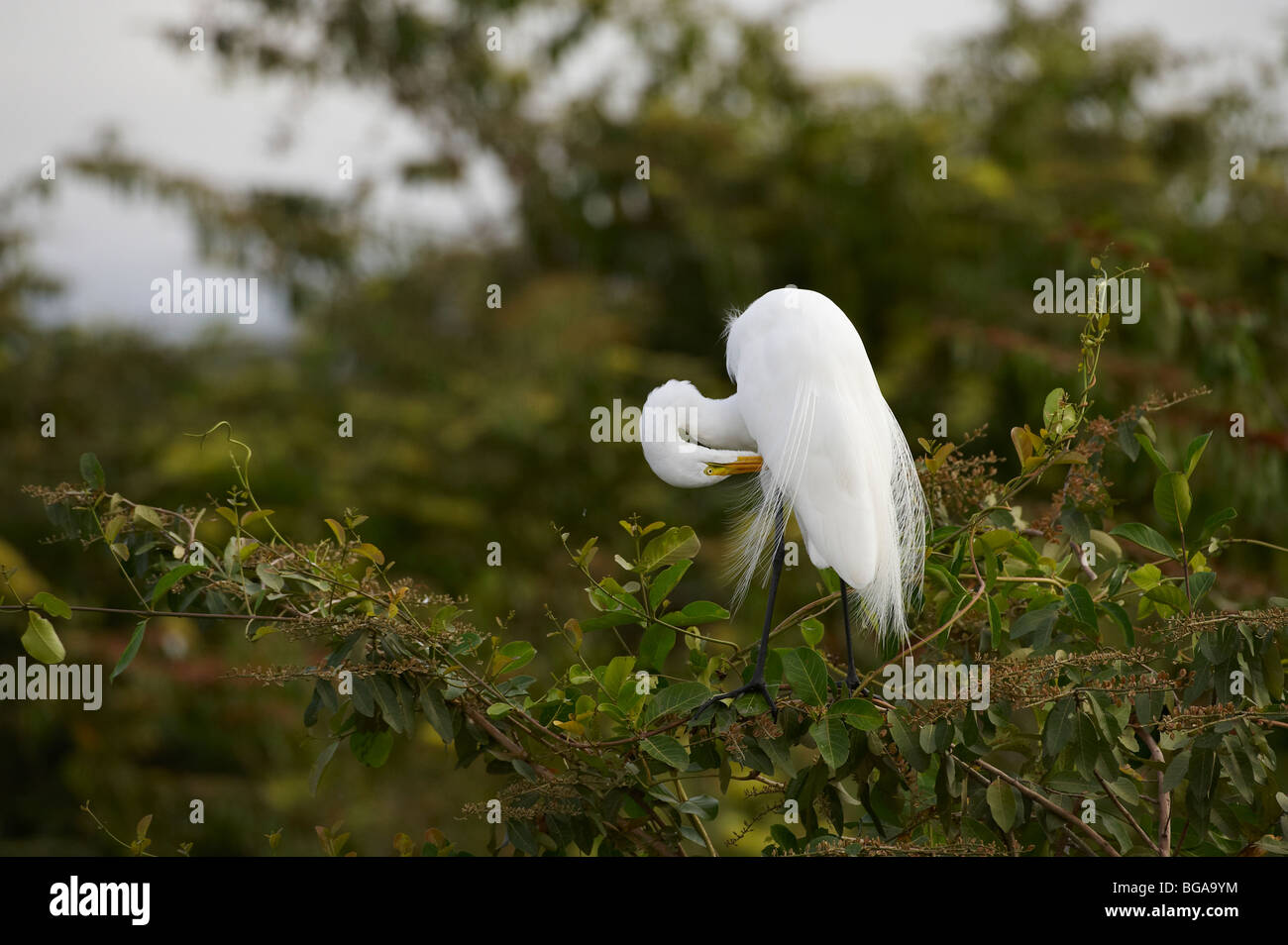 Great White Egret standing on a branch, Casmerodius albus, PANTANAL, MATO GROSSO, Brasil, South America Stock Photo