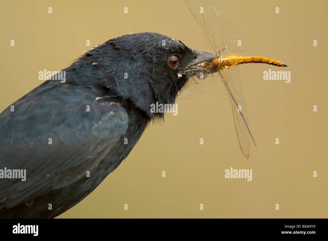 Black drongo bird with golden bug insect in mouth after hunting Stock Photo