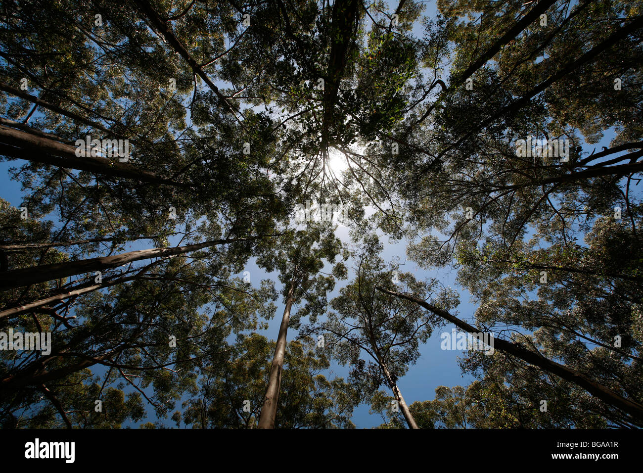 Tall trees perspective giant karri trees Stock Photo Alamy