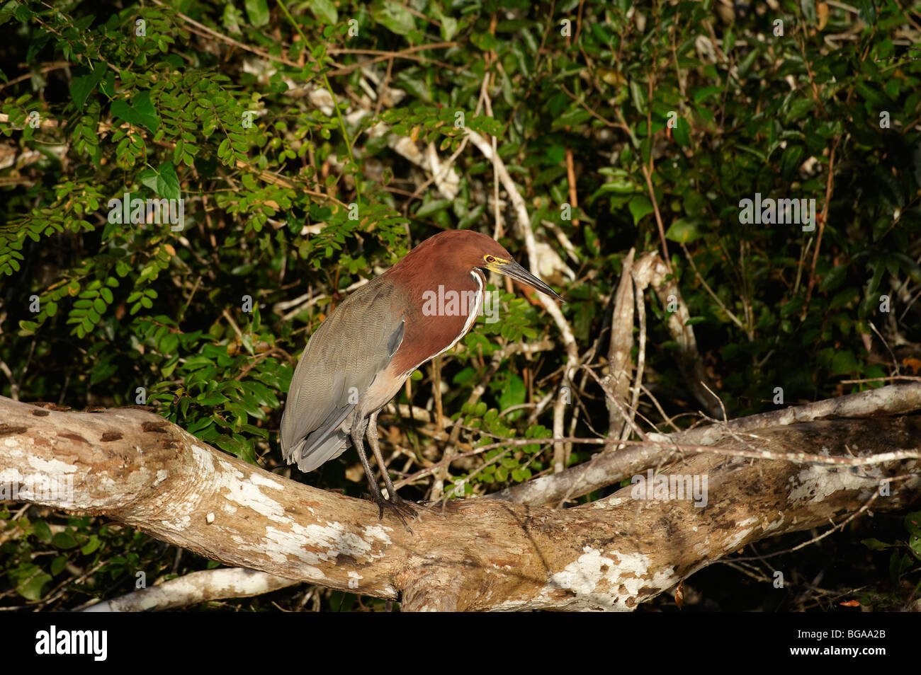 Rufescent Tiger Heron, Tigrisoma lineatum, PANTANAL, MATO GROSSO ...