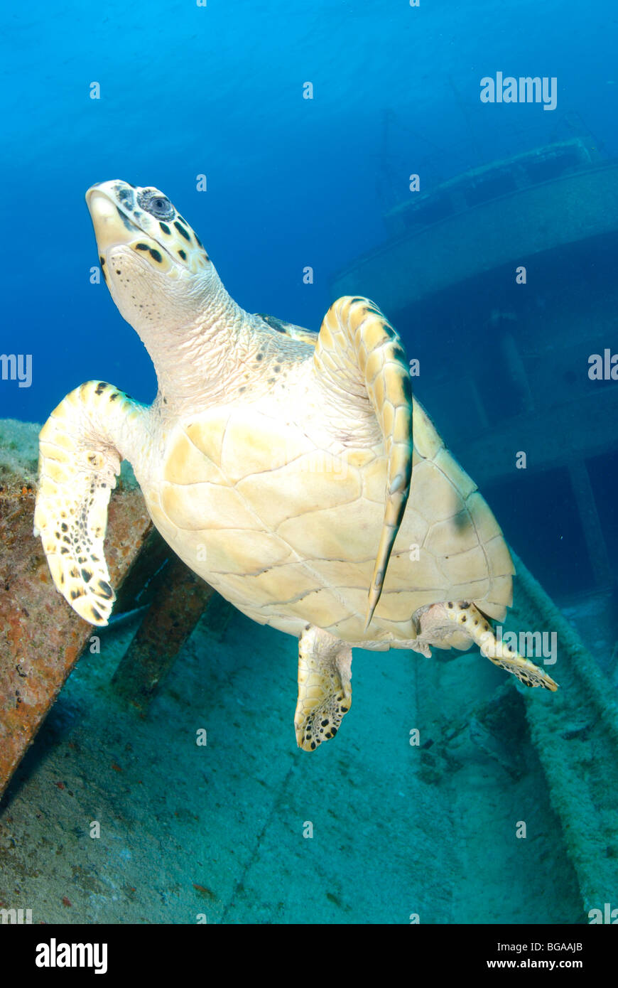 Sea Turtle on shipwreck Stock Photo