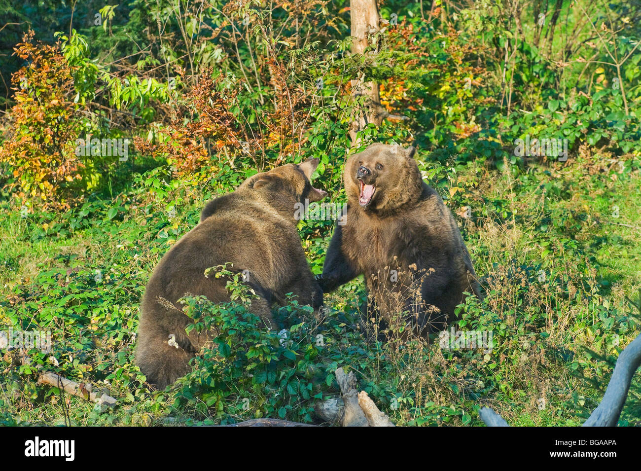 Germany, Bavaria, Bayerischerwald National Park, brown bears quarreling Stock Photo