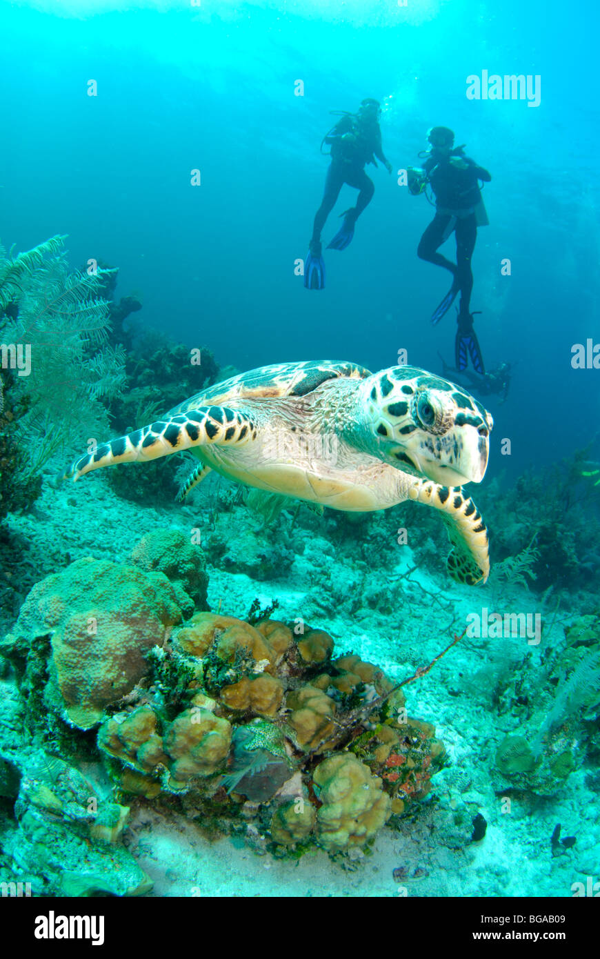 Sea Turtle and scuba divers Stock Photo