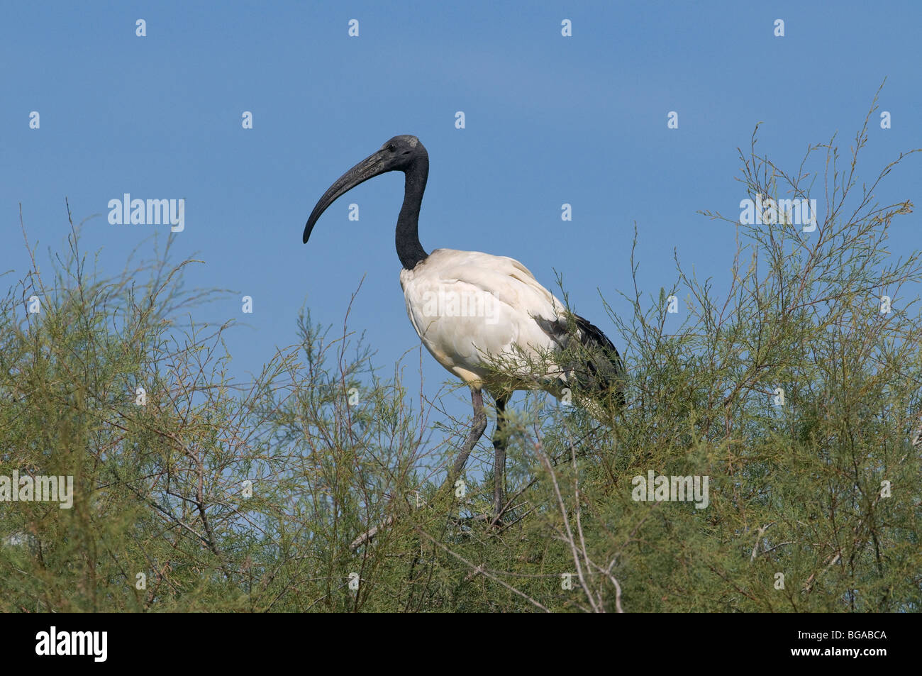 France, Camargue, a sacred ibis on a tree Stock Photo