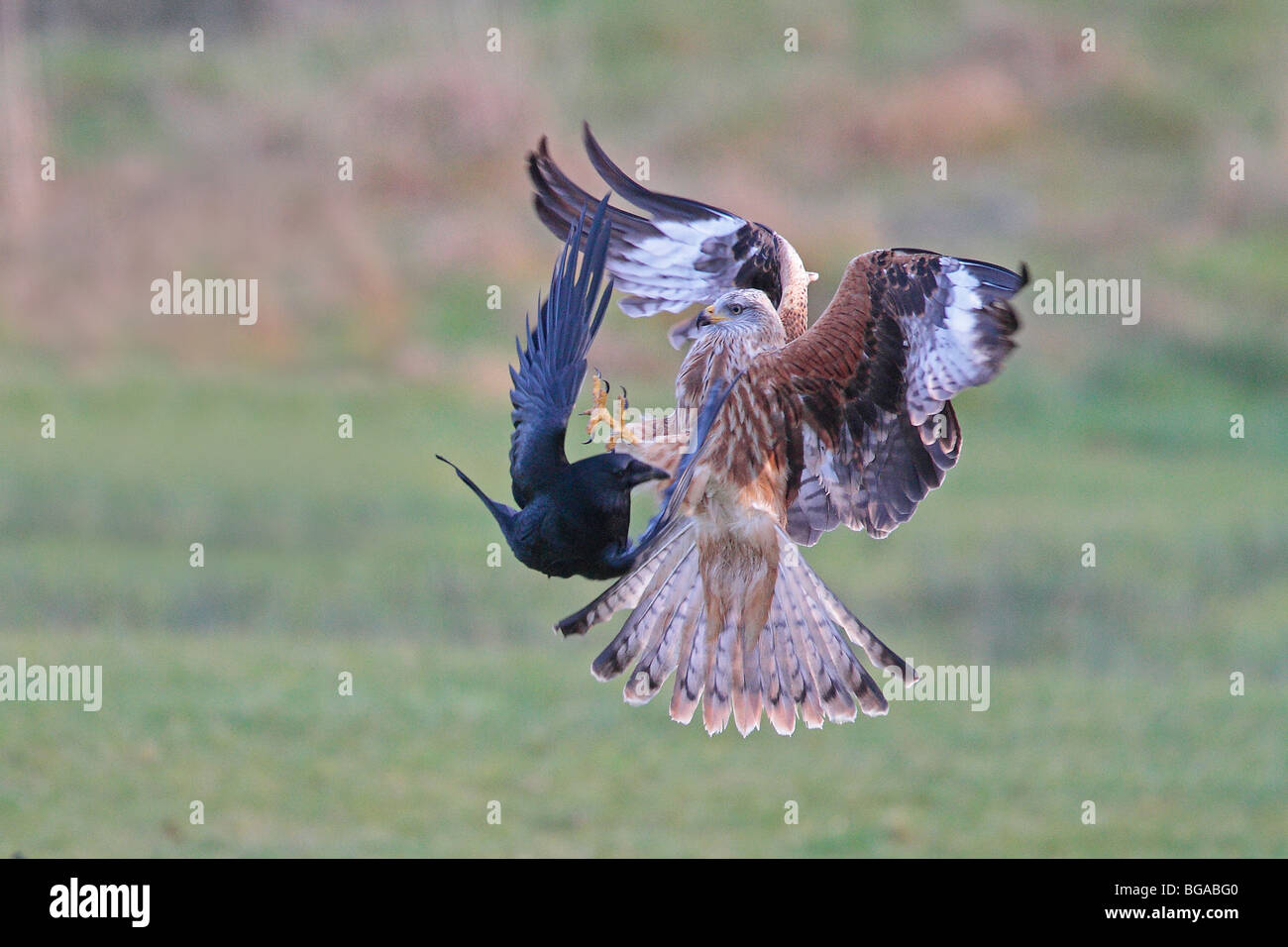Red Kite and Carrion Crow fighting over food in flight Stock Photo