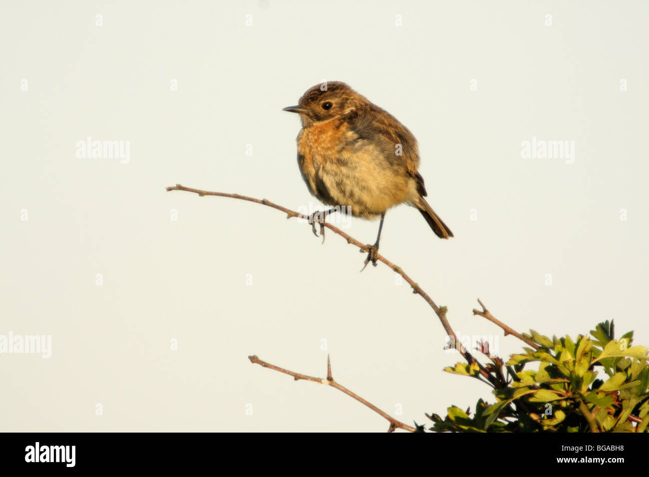 Juvenile STONECHAT Saxicola torquata Stock Photo