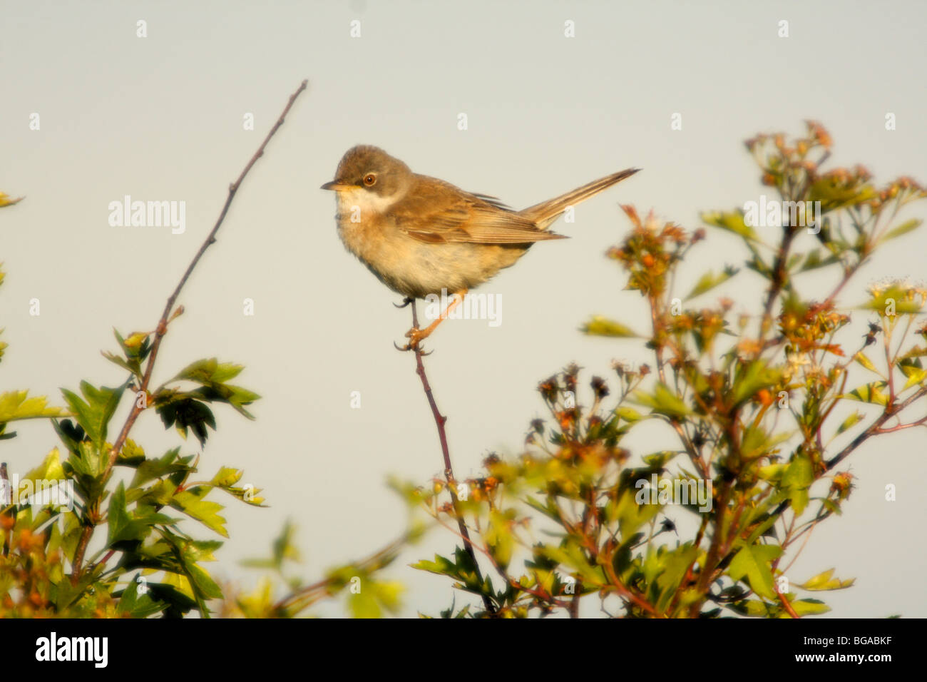 WHITETHROAT, Sylvia communis Stock Photo