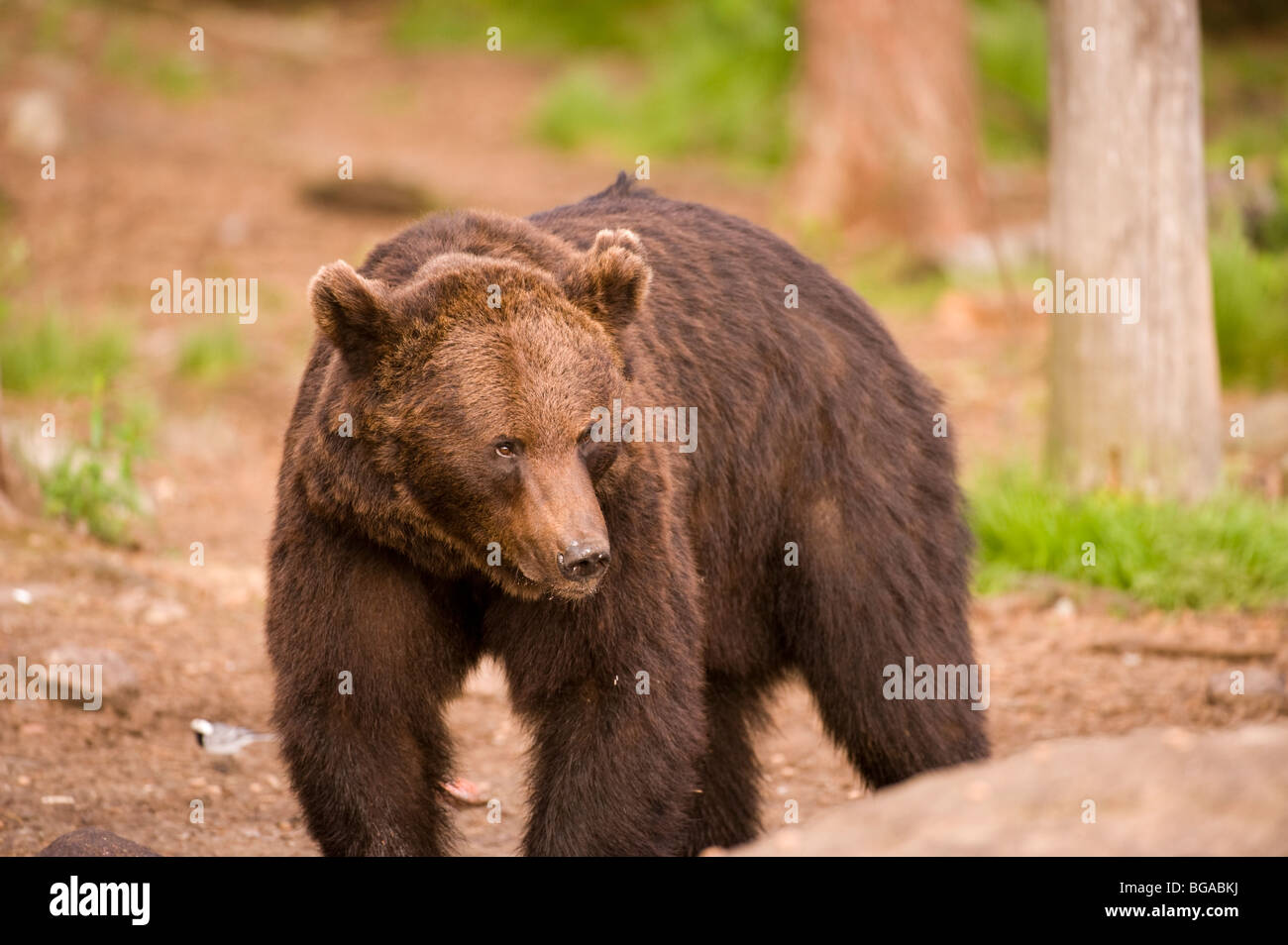 European Brown Bear in Forest Stock Photo