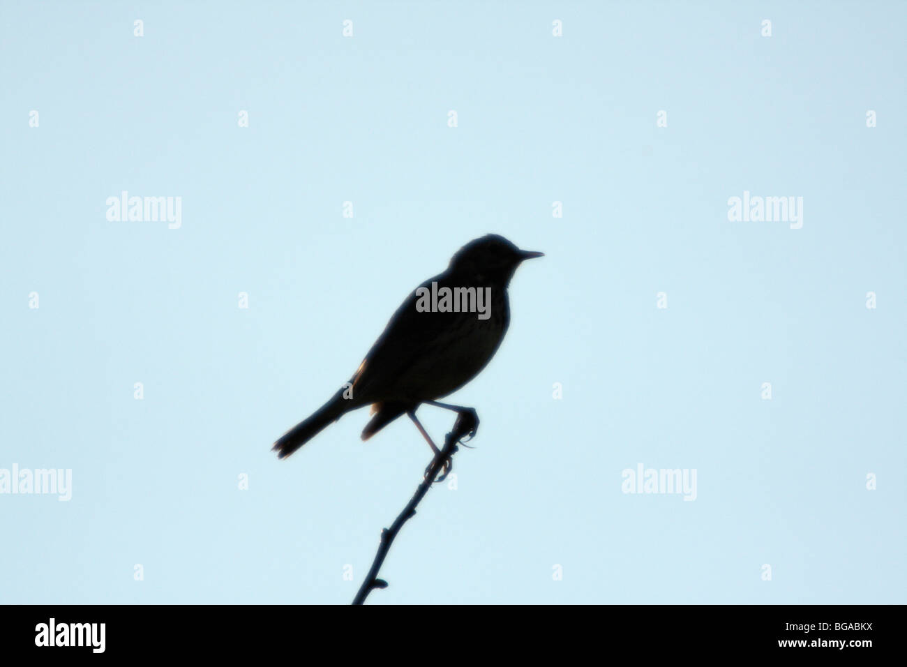 Silhouette of a Meadow Pipit, Anthus pratensis, on a perch Stock Photo