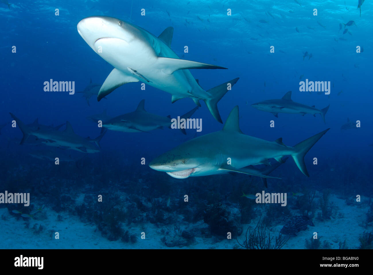 Caribbean Reef Shark Stock Photo - Alamy
