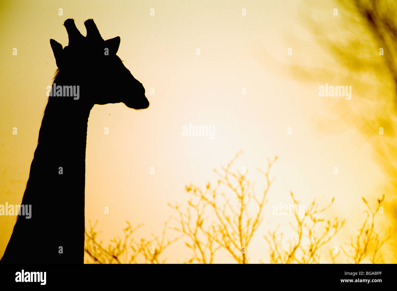 African Silhouette Giraffe Stock Photo