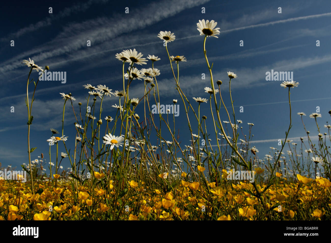 Ox-eye daisies (Leucanthemum vulgare, or Chrysanthemum leucanthemum ...