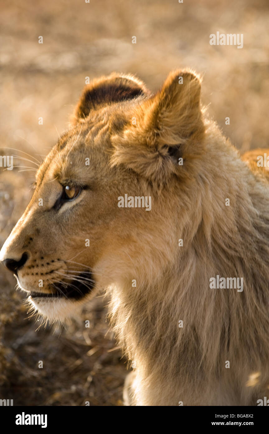 Lion Cub Portrait Stock Photo