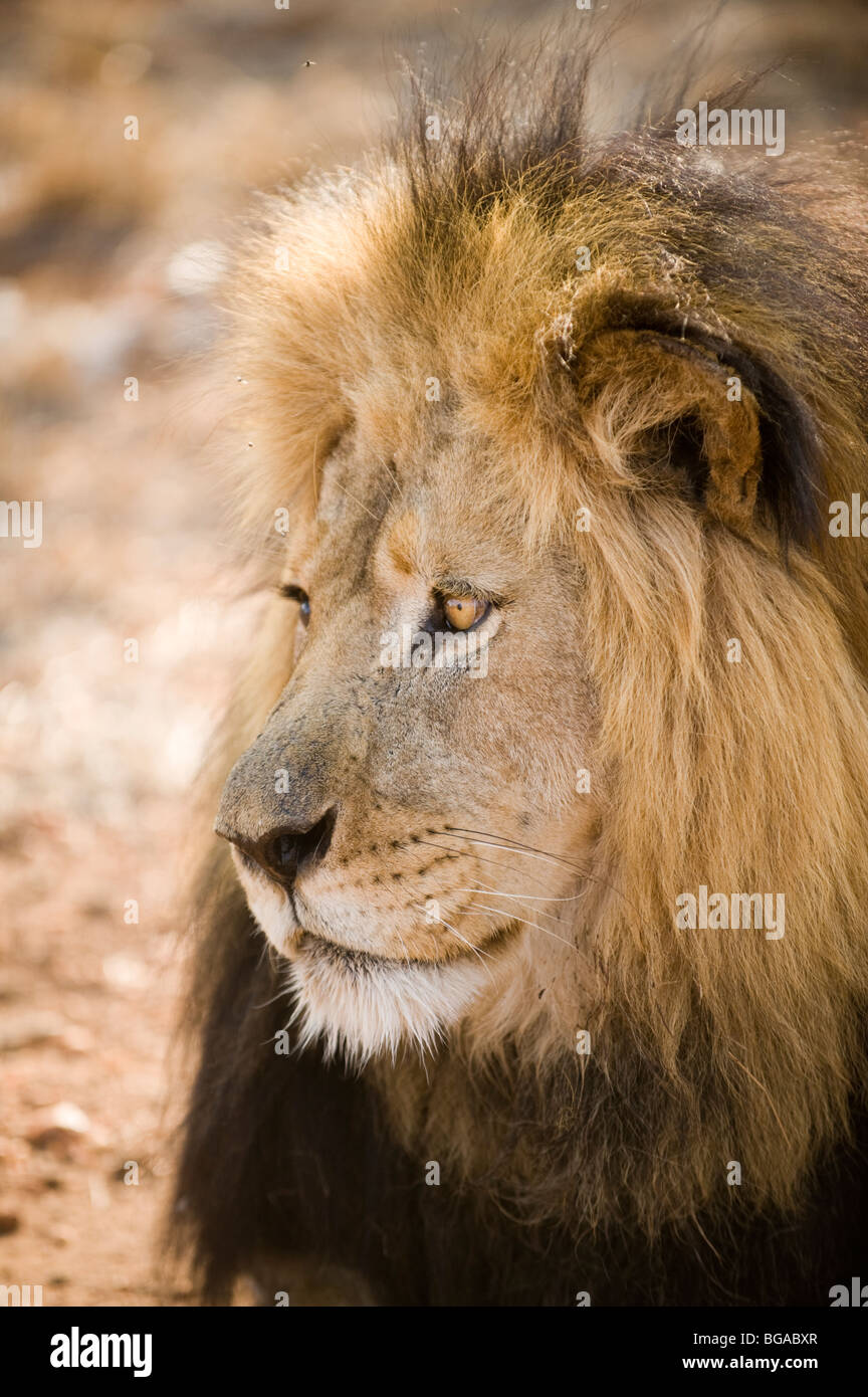 Male Lion Stock Photo