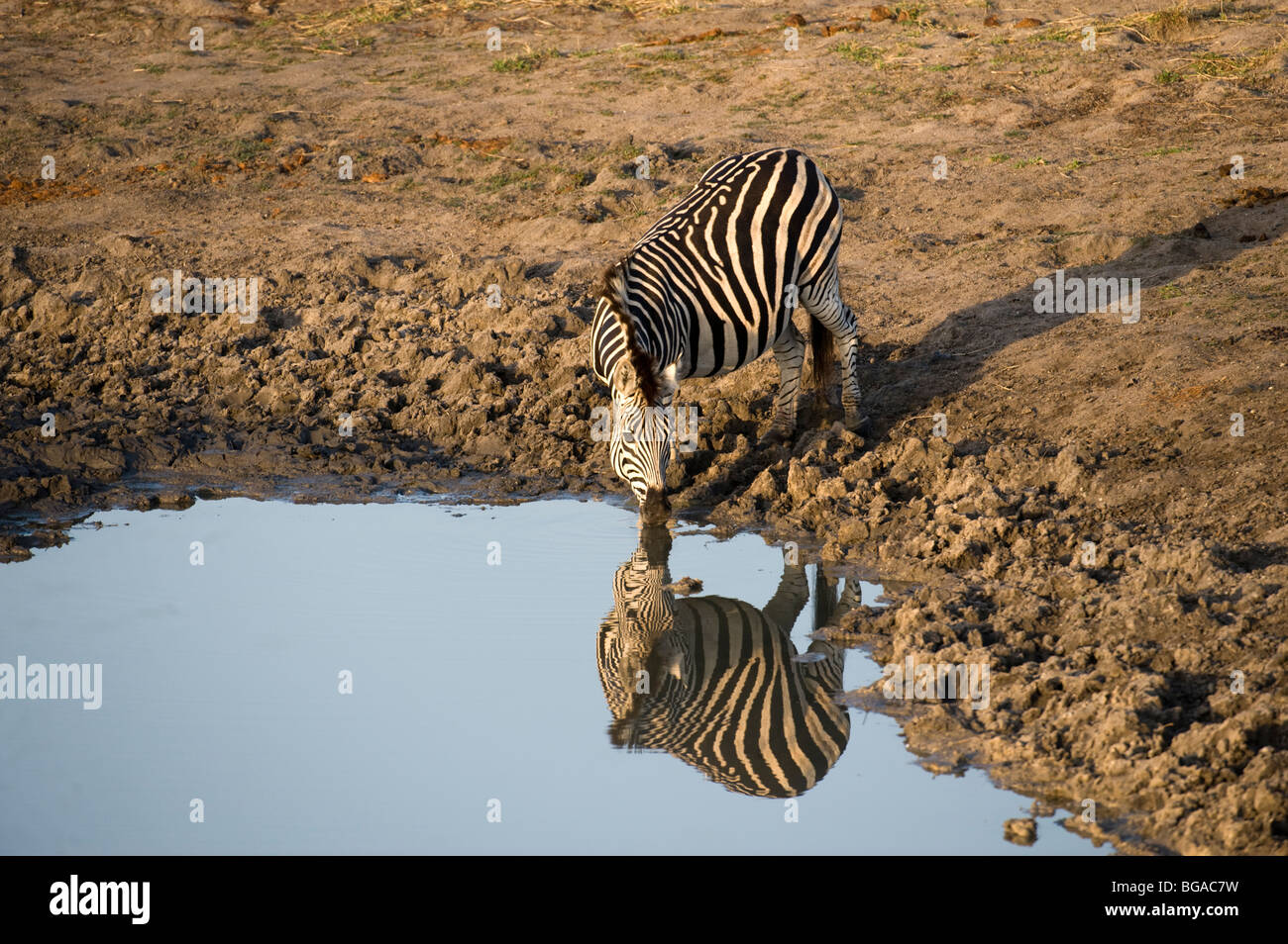 Zebra Drinking by Pool Stock Photo