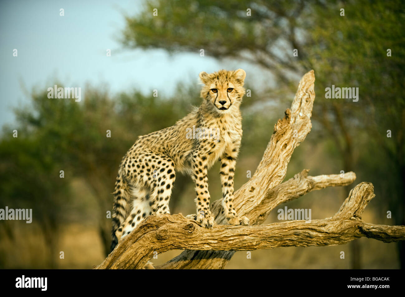 Cheetah Cub in Tree Stock Photo