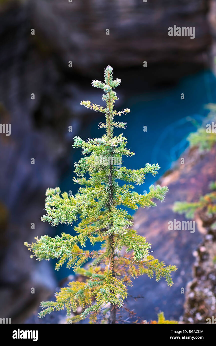 Evergreen tree growing on the edge of a cliff, Athabasca River below, Jasper National Park, Alberta, Canada. Stock Photo