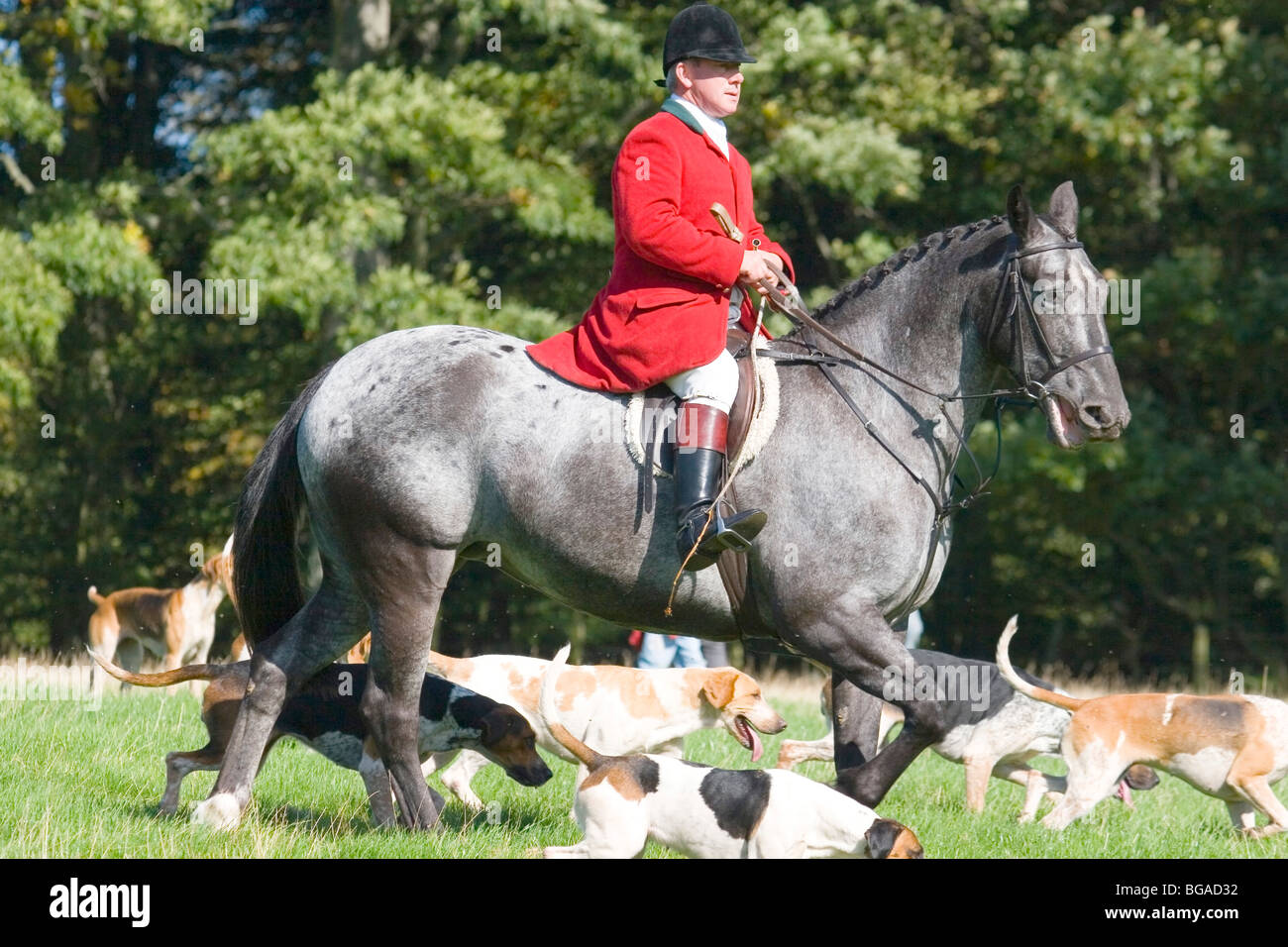 Display traditional british hunting dogs hi-res stock photography and ...