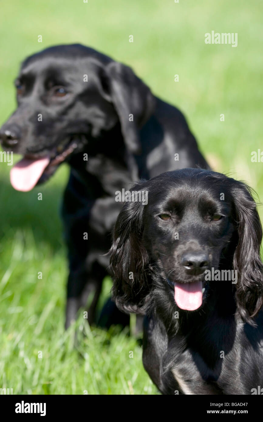 Buccleuch Gun Dogs on display at Bowhill in Selkirk, Scottish Borders Stock Photo