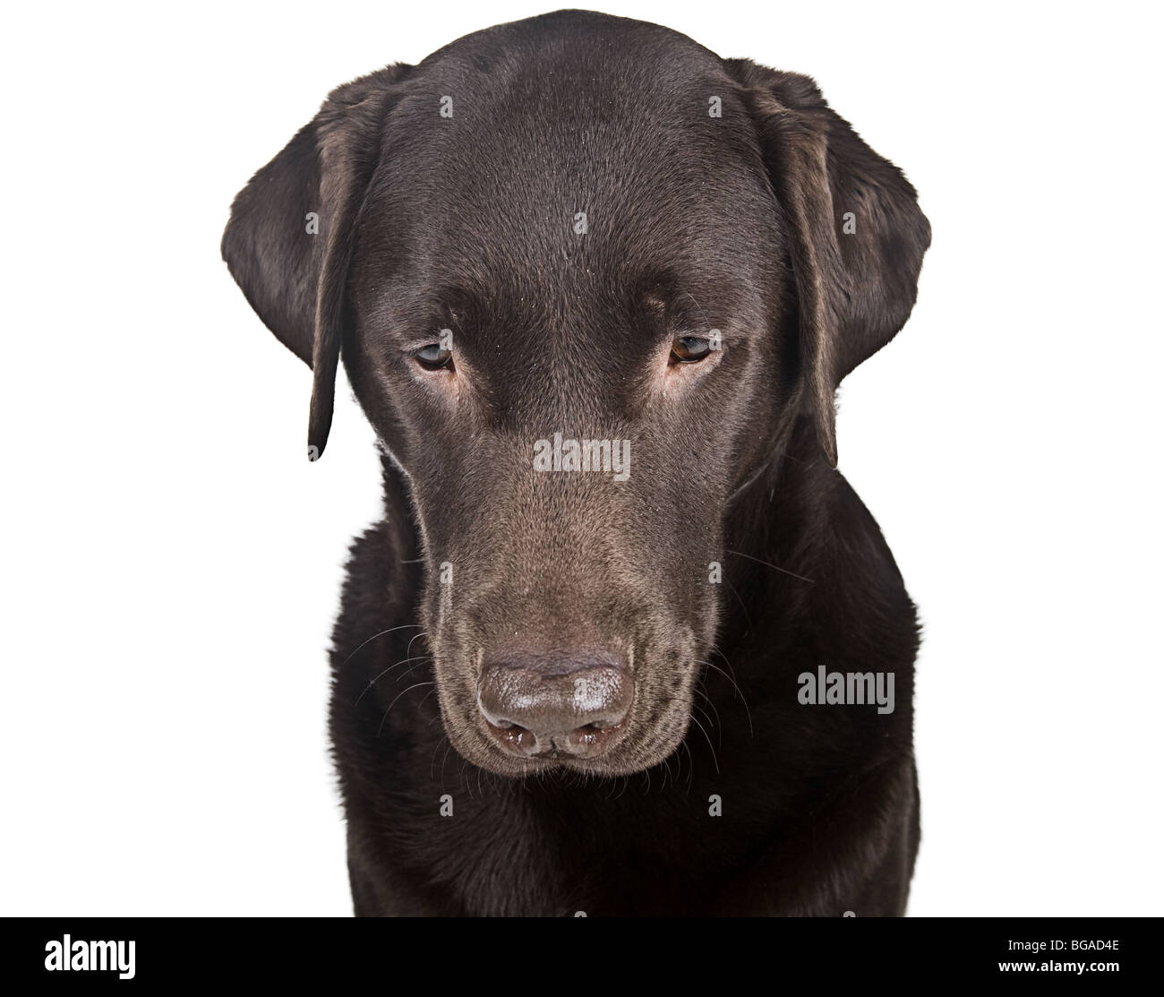 Shot of a Sad Looking Chocolate Labrador Stock Photo