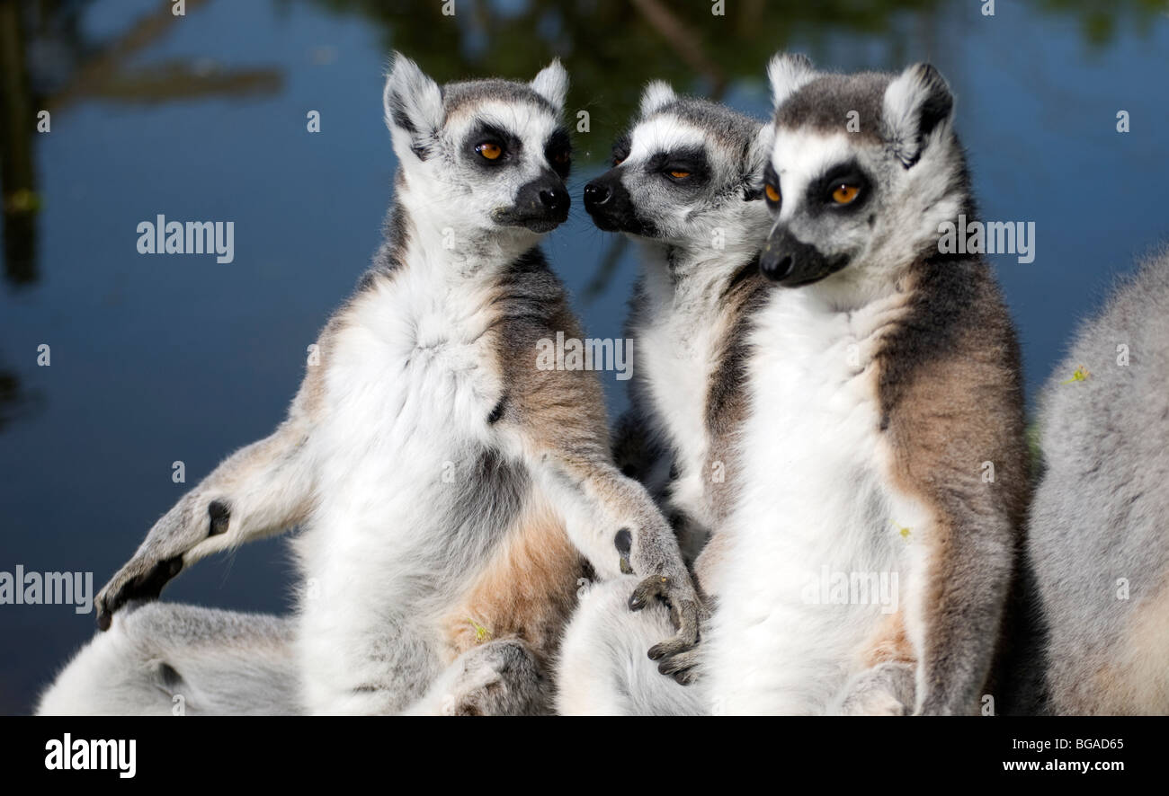Group of ring-tailed lemurs (lemur catta) sun bathing Stock Photo