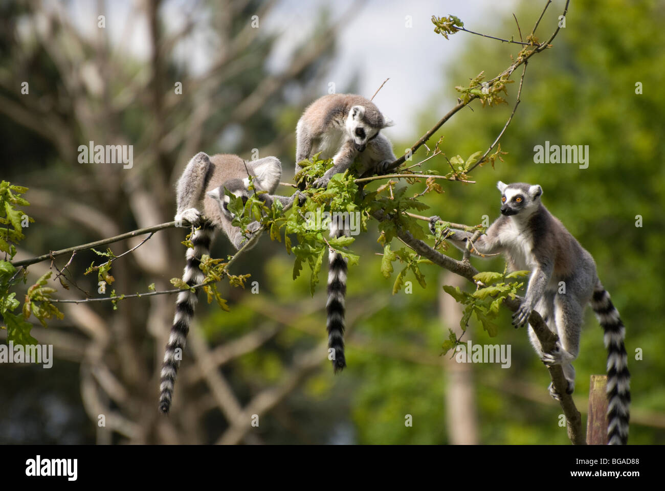 Ring-tailed lemur (lemur catta) foraging Stock Photo