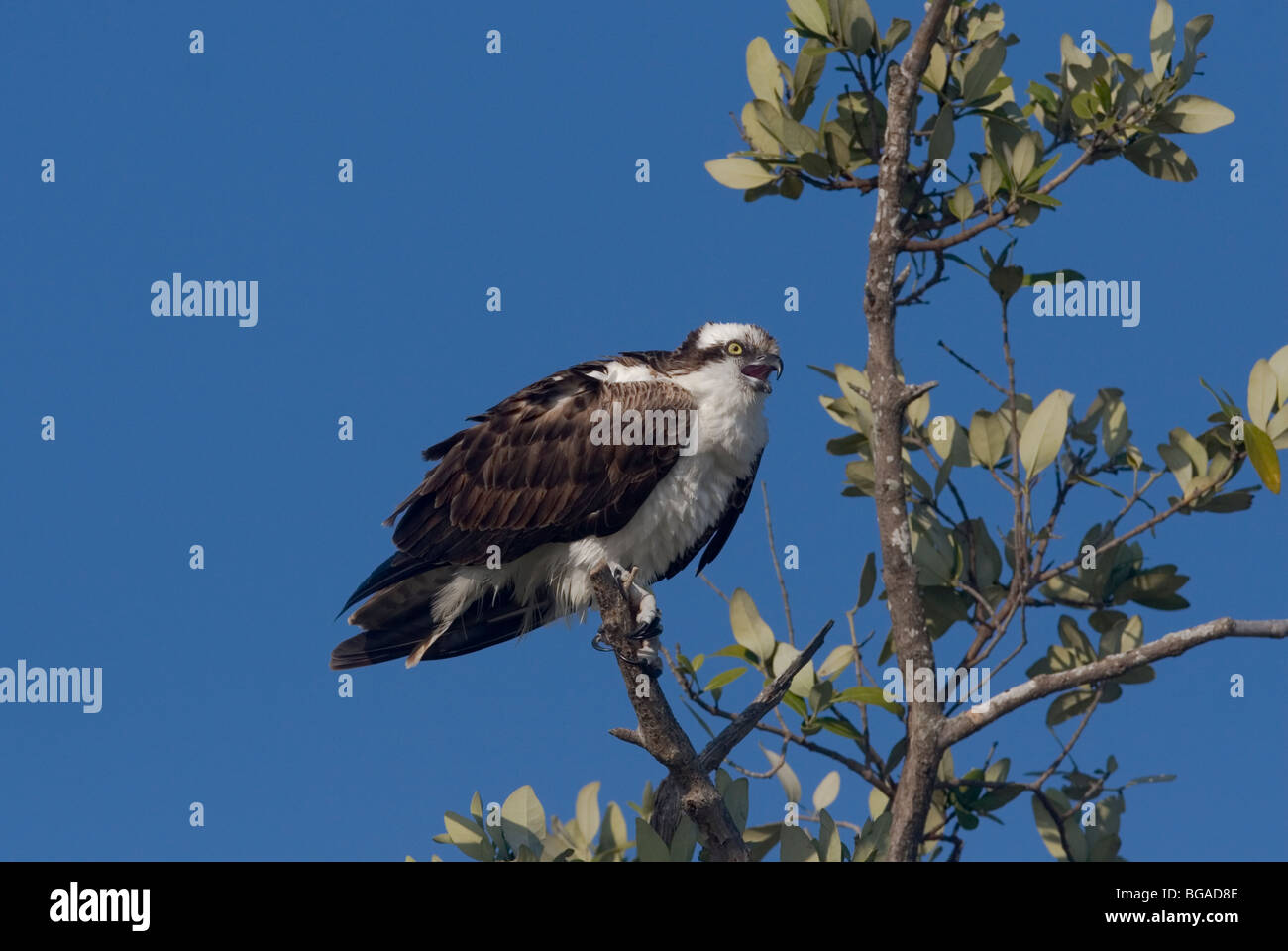 Osprey perched in a tree Stock Photo - Alamy