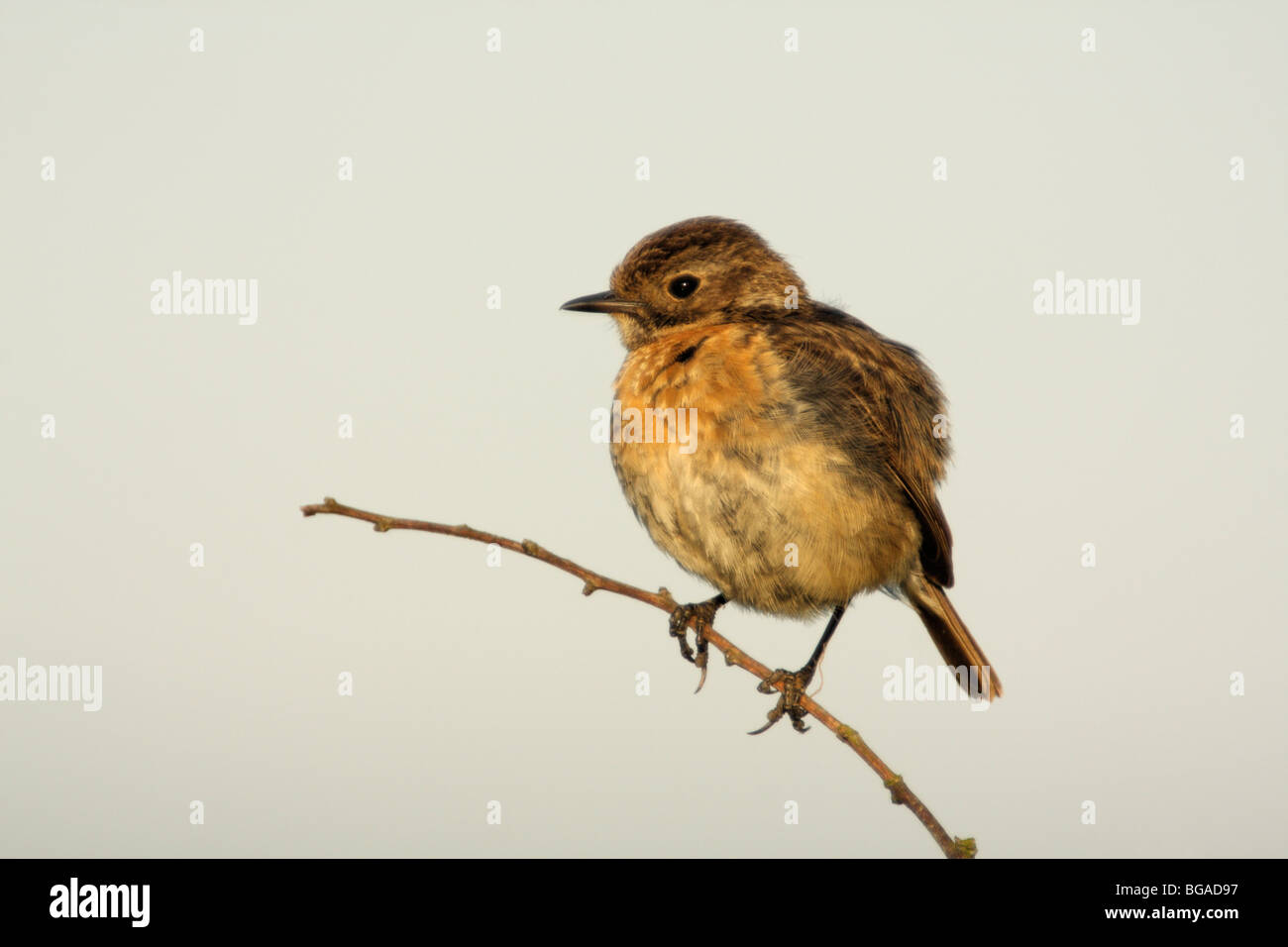 Juvenile STONECHAT, Saxicola torquata Stock Photo