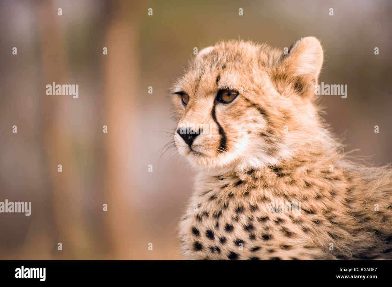 Cheetah Cub Portrait Stock Photo