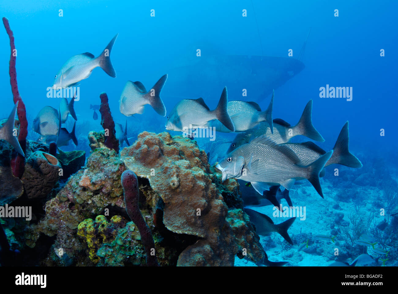 Shoal of White Margate on a wreck in the Caribbean Sea Stock Photo