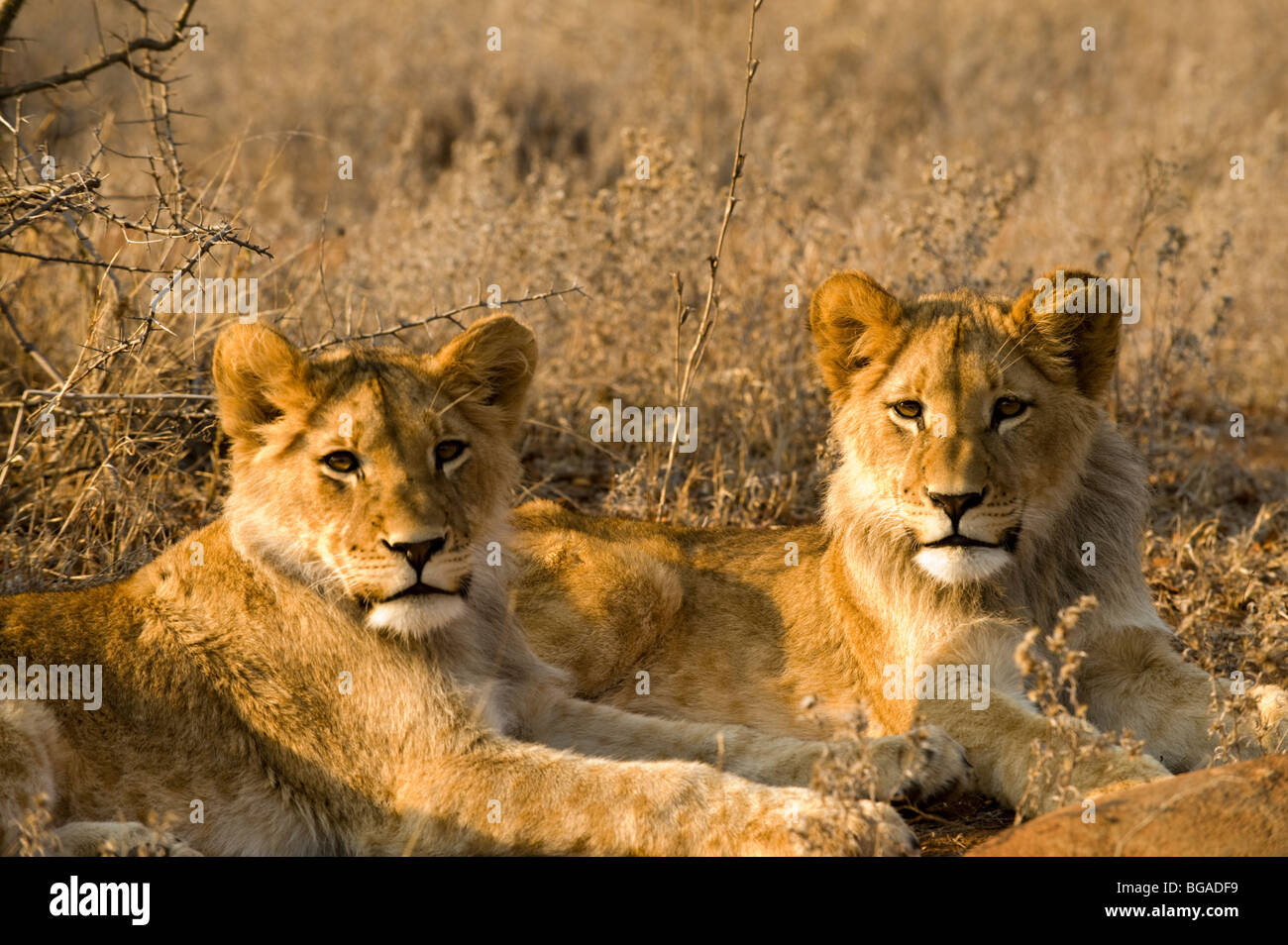 Two Lion Cubs Stock Photo