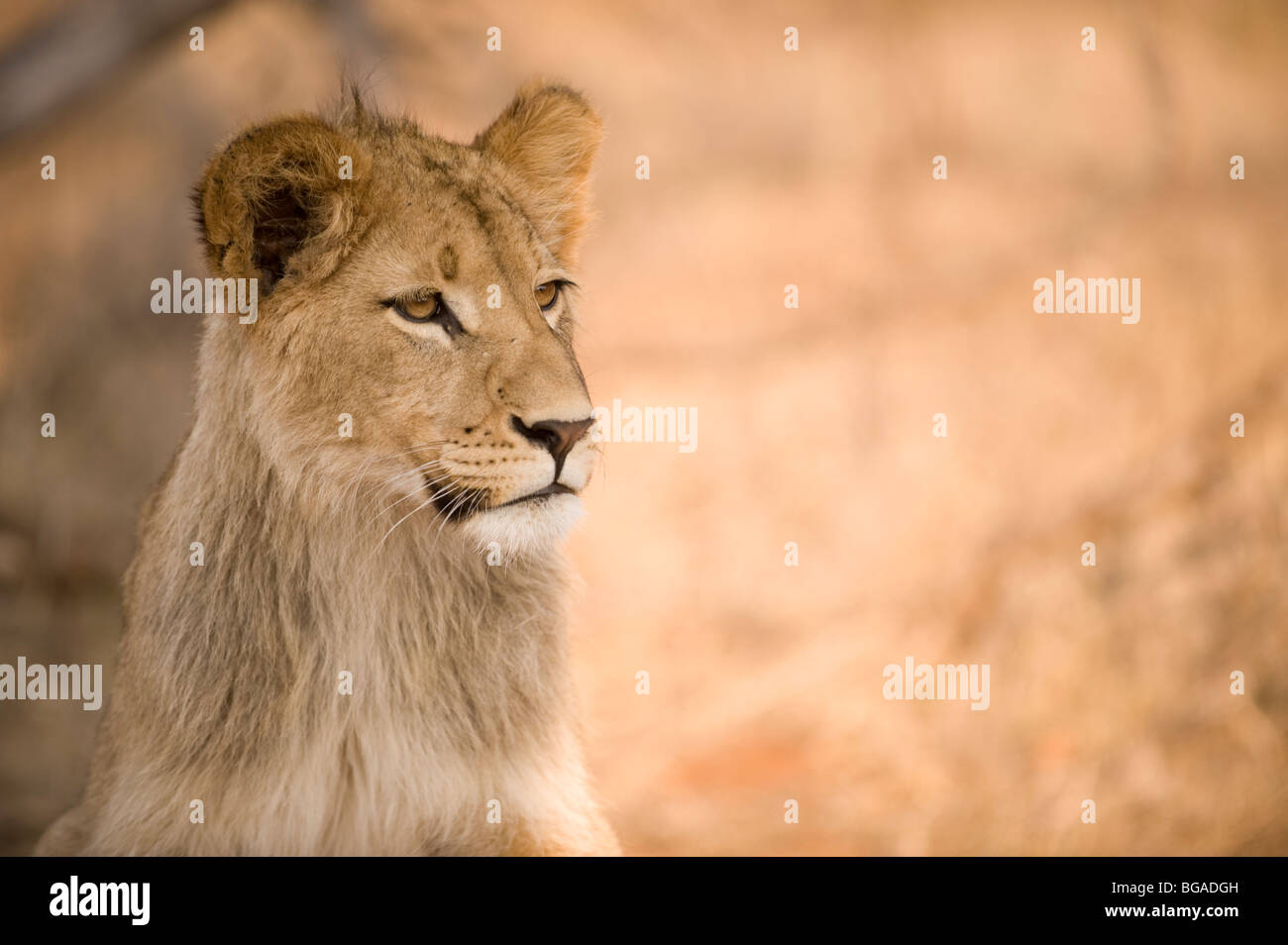 Lion Cub Portrait Stock Photo