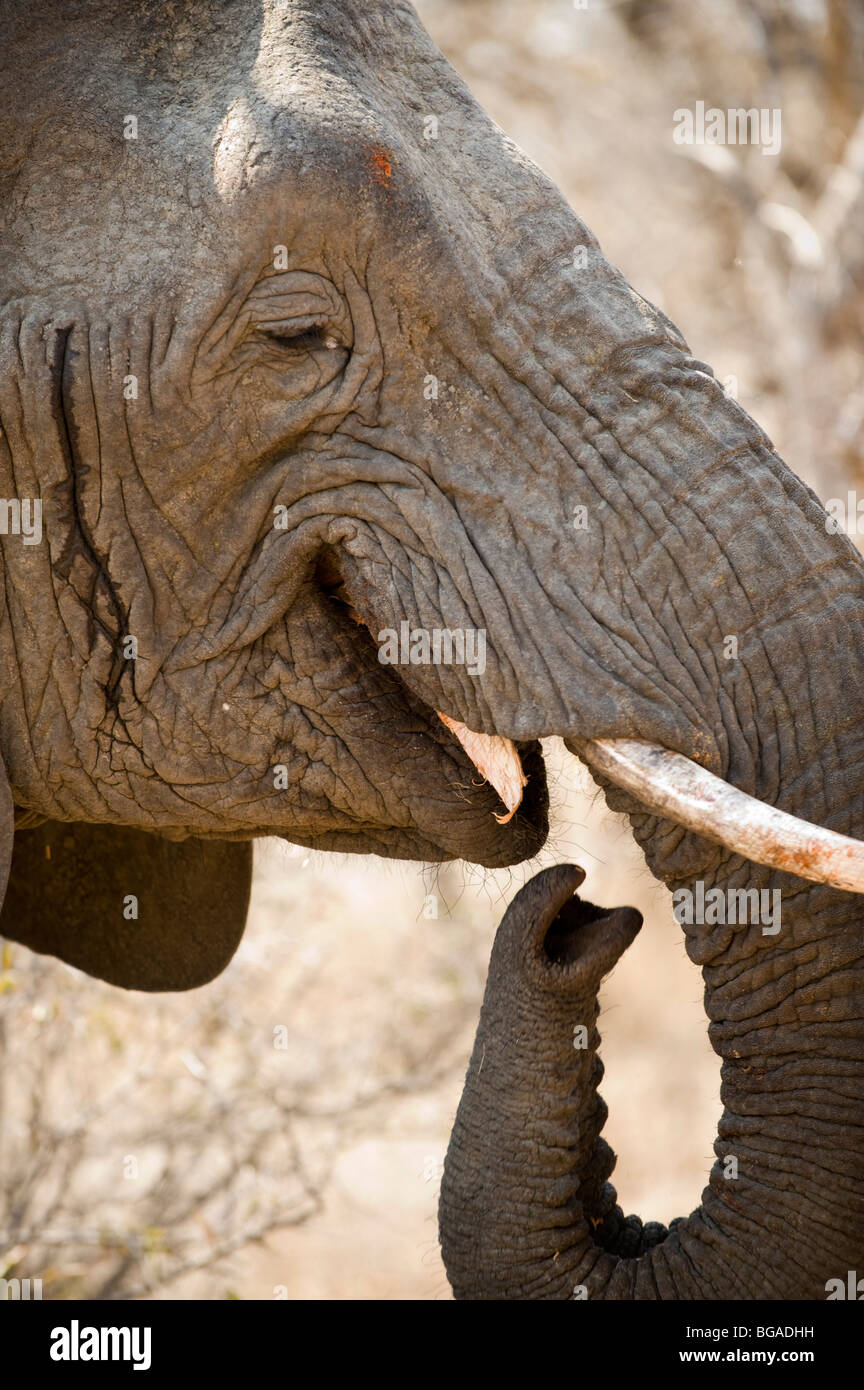 Elephant Trunk and Tusks Stock Photo