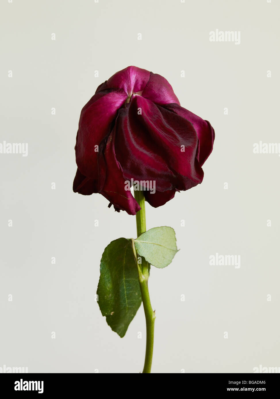 Dried Up Red Rose Stock Photo Alamy