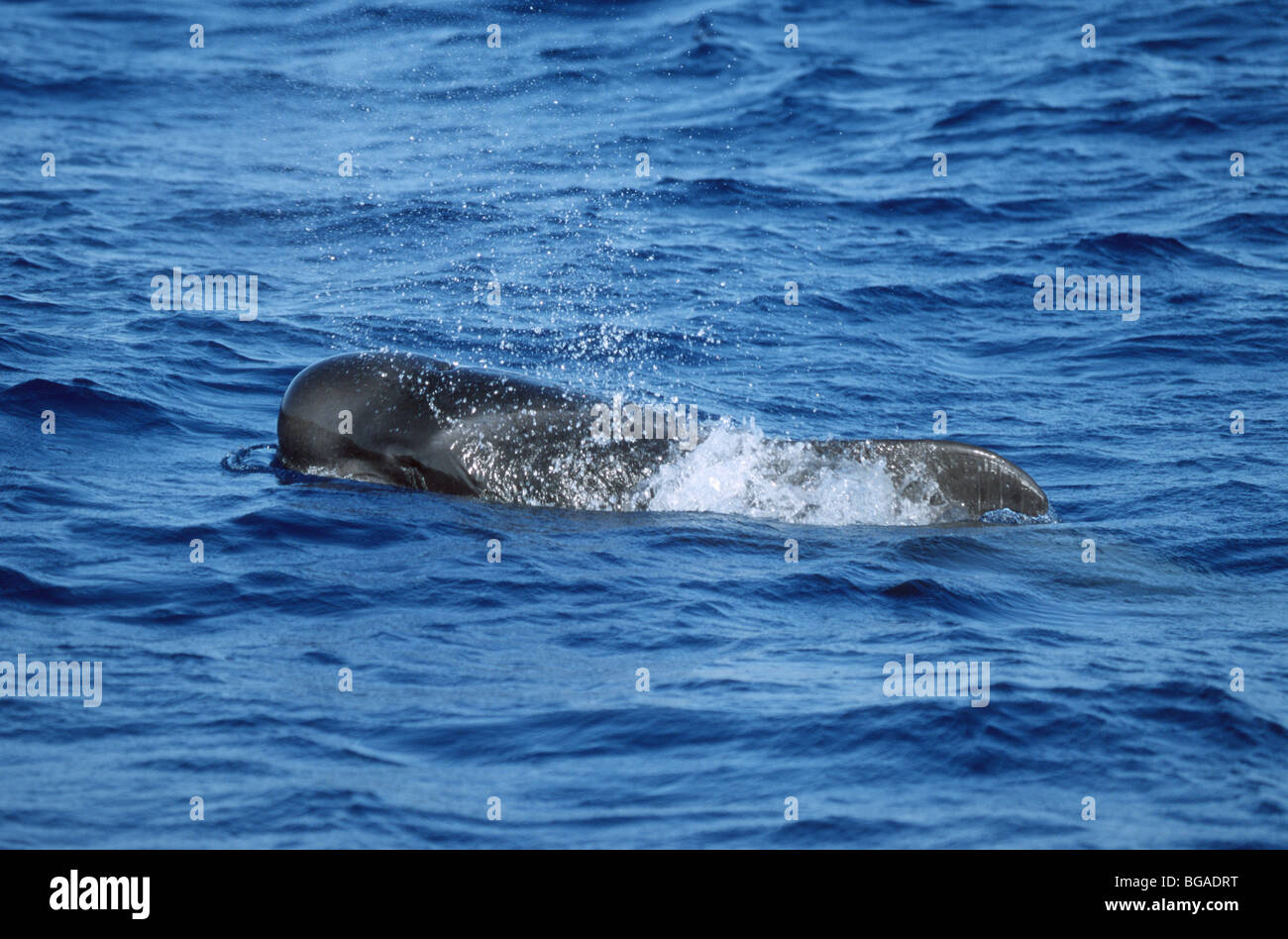 Short-finned pilot whale breathes at the water surface, Tenerife, Canary Islands Stock Photo