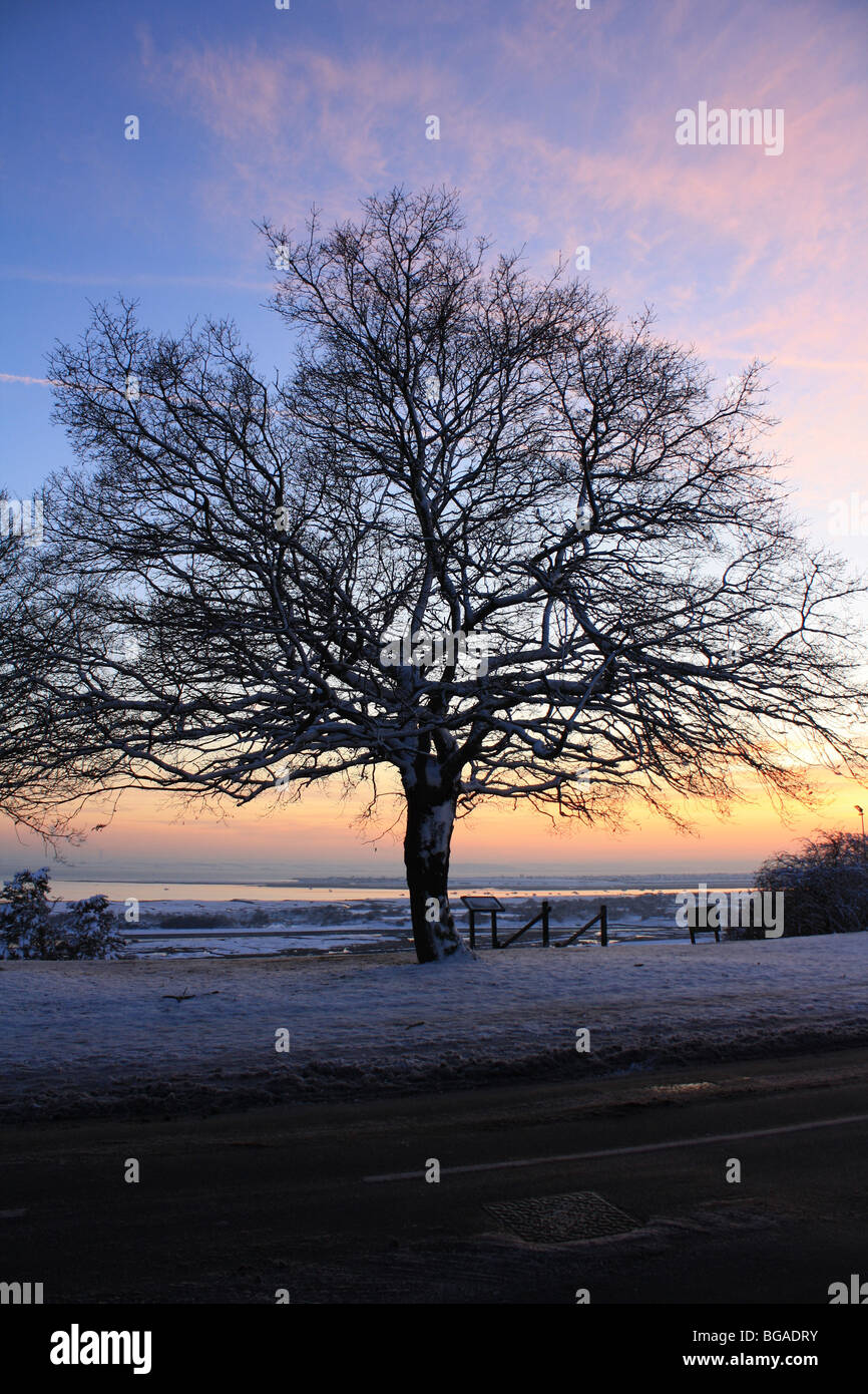 Black tree silhouette sunset Cut Out Stock Images & Pictures - Alamy