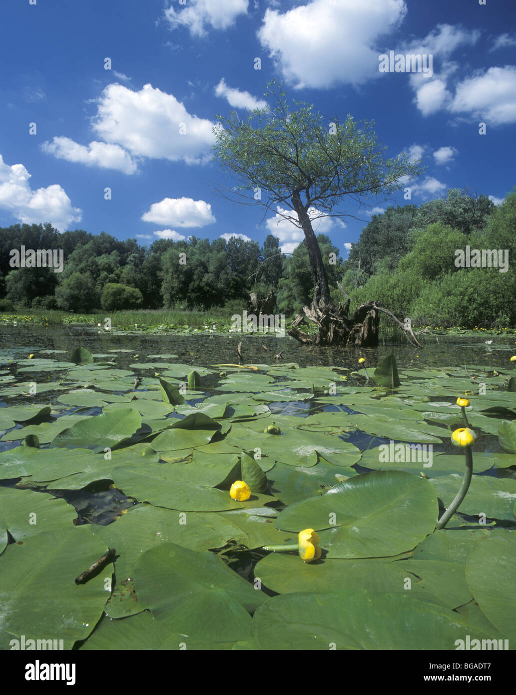 Dead arm river hires stock photography and images Alamy
