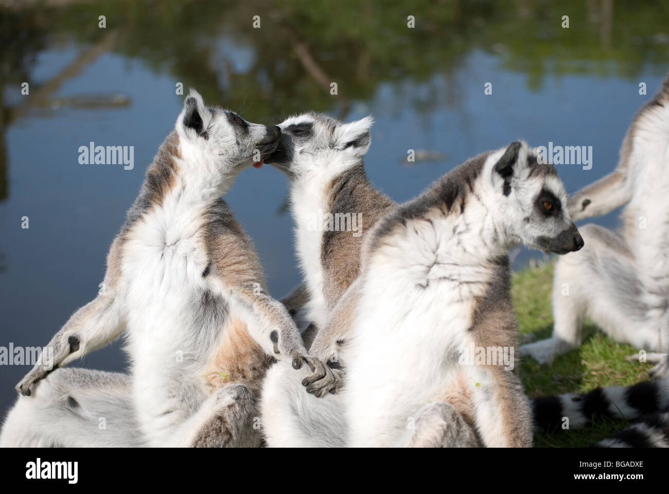 Group of ring-tailed lemurs (lemur catta) sun bathing Stock Photo