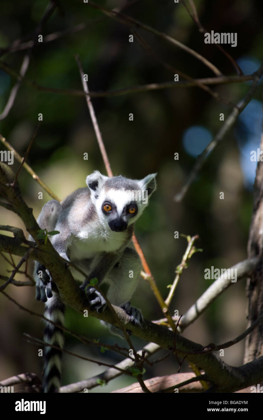 Juvenile ring-tailed lemur (lemur catta) playing Stock Photo