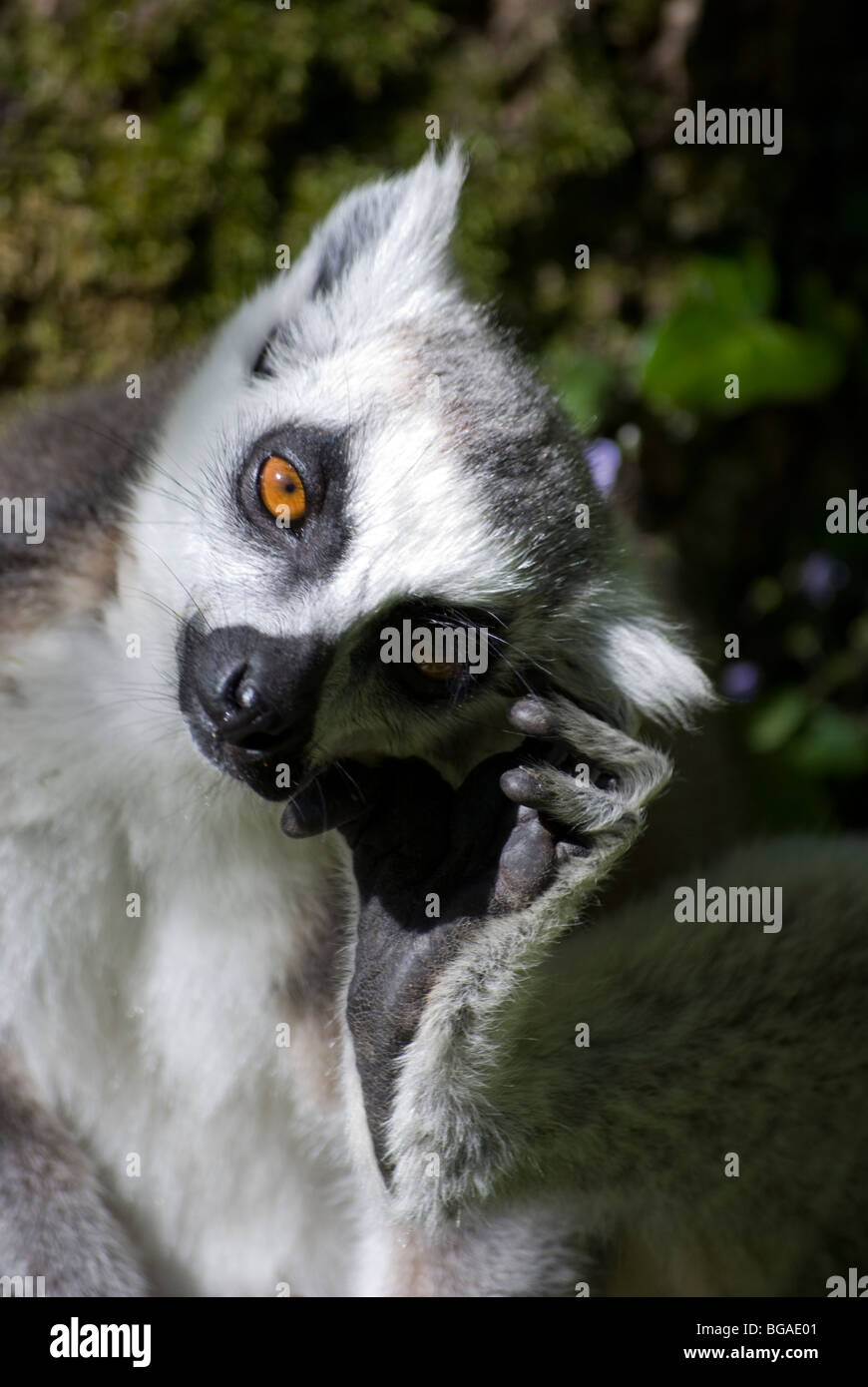 Ringtailed lemur (lemur catta) scratching Stock Photo Alamy