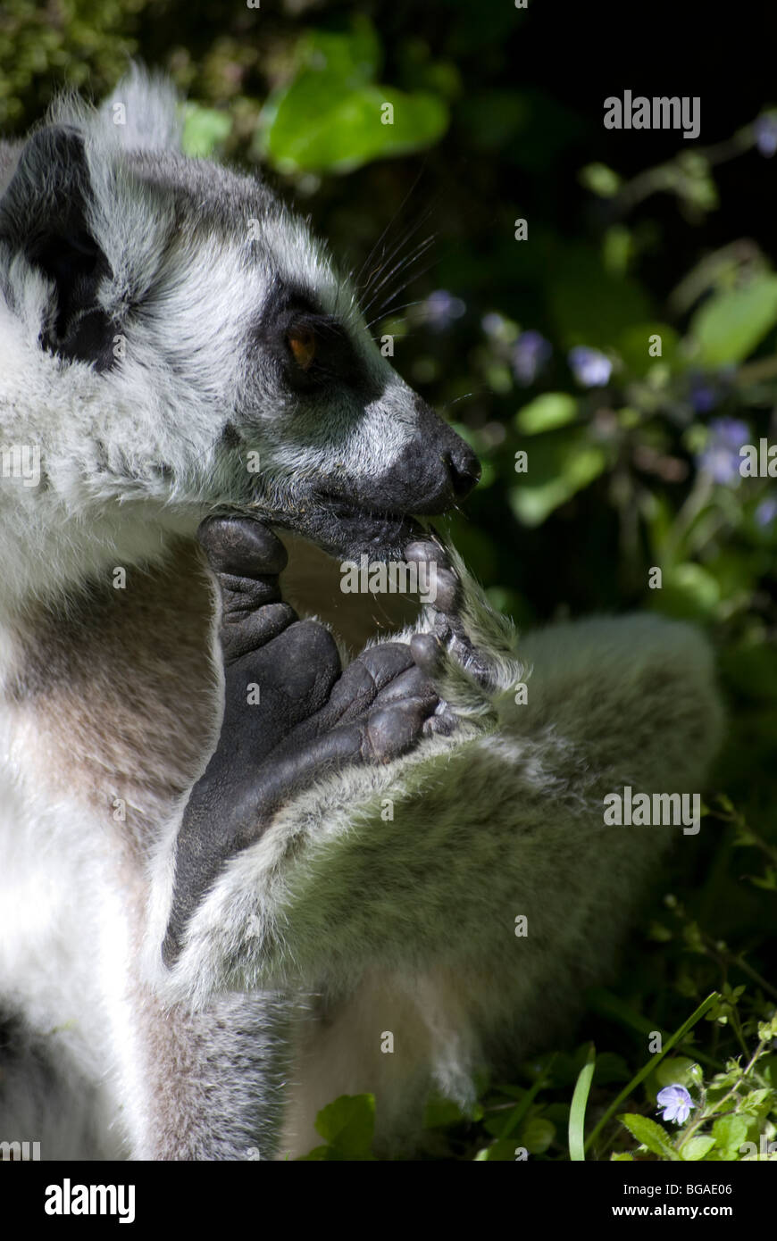 Ringtailed lemur (lemur catta) scratching Stock Photo Alamy