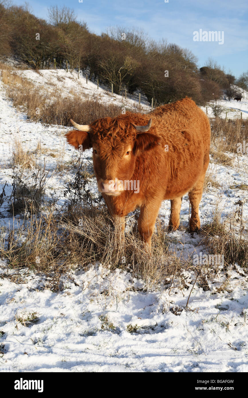 A highland cow standing in snow on Penshaw Hill, Sunderland, England, UK Stock Photo