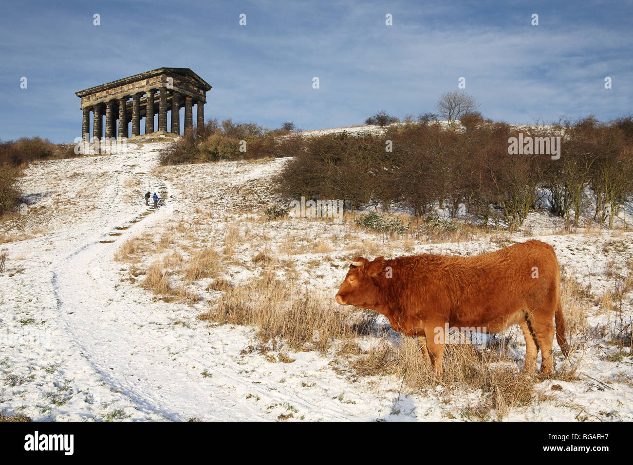 A highland cow seen in snowy conditions with Penshaw Monument in the background,Sunderland, England, UK Stock Photo