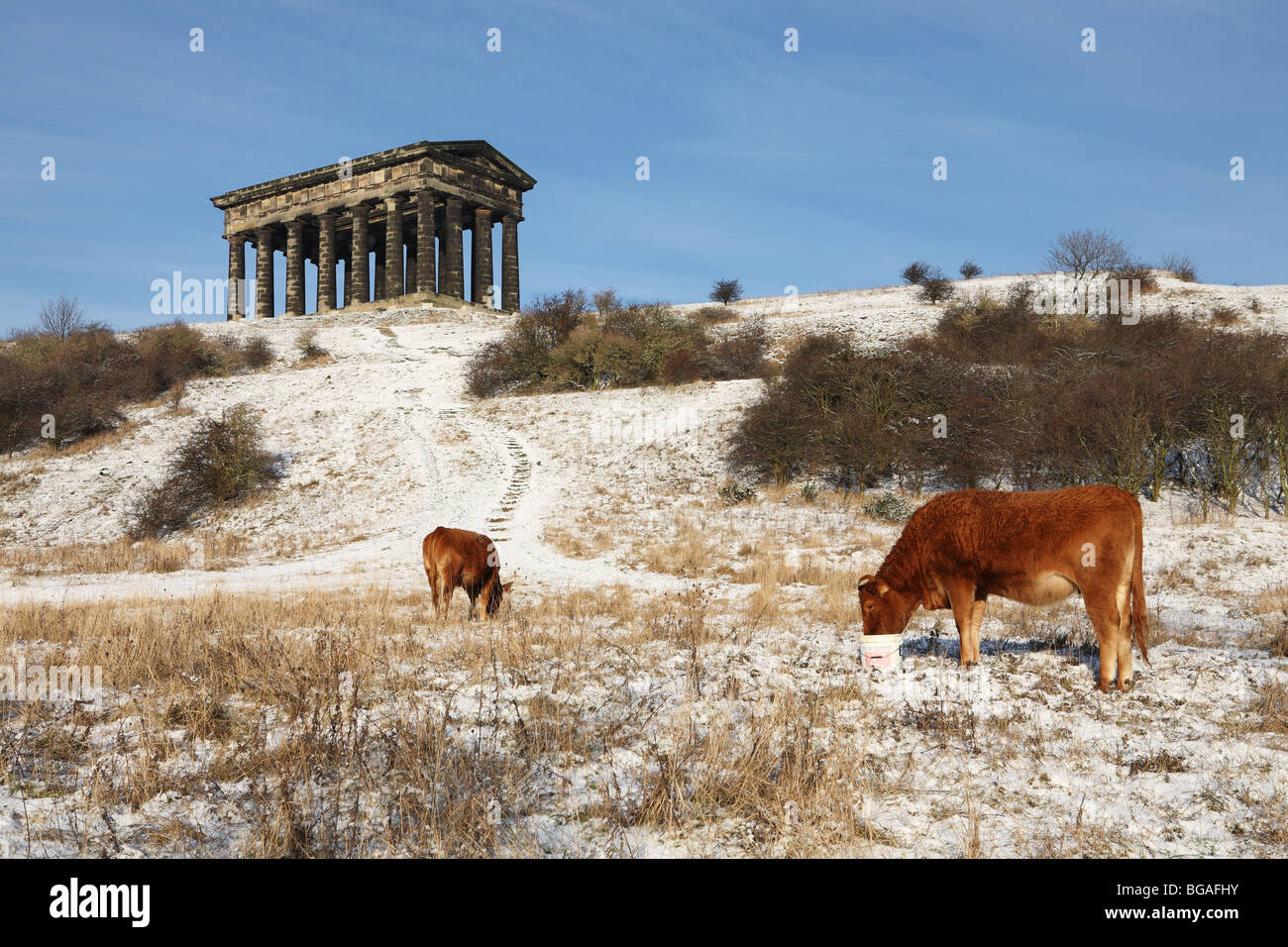 Highland cattle grazing in snow with Penshaw Monument in the background, Sunderland, England, UK Stock Photo