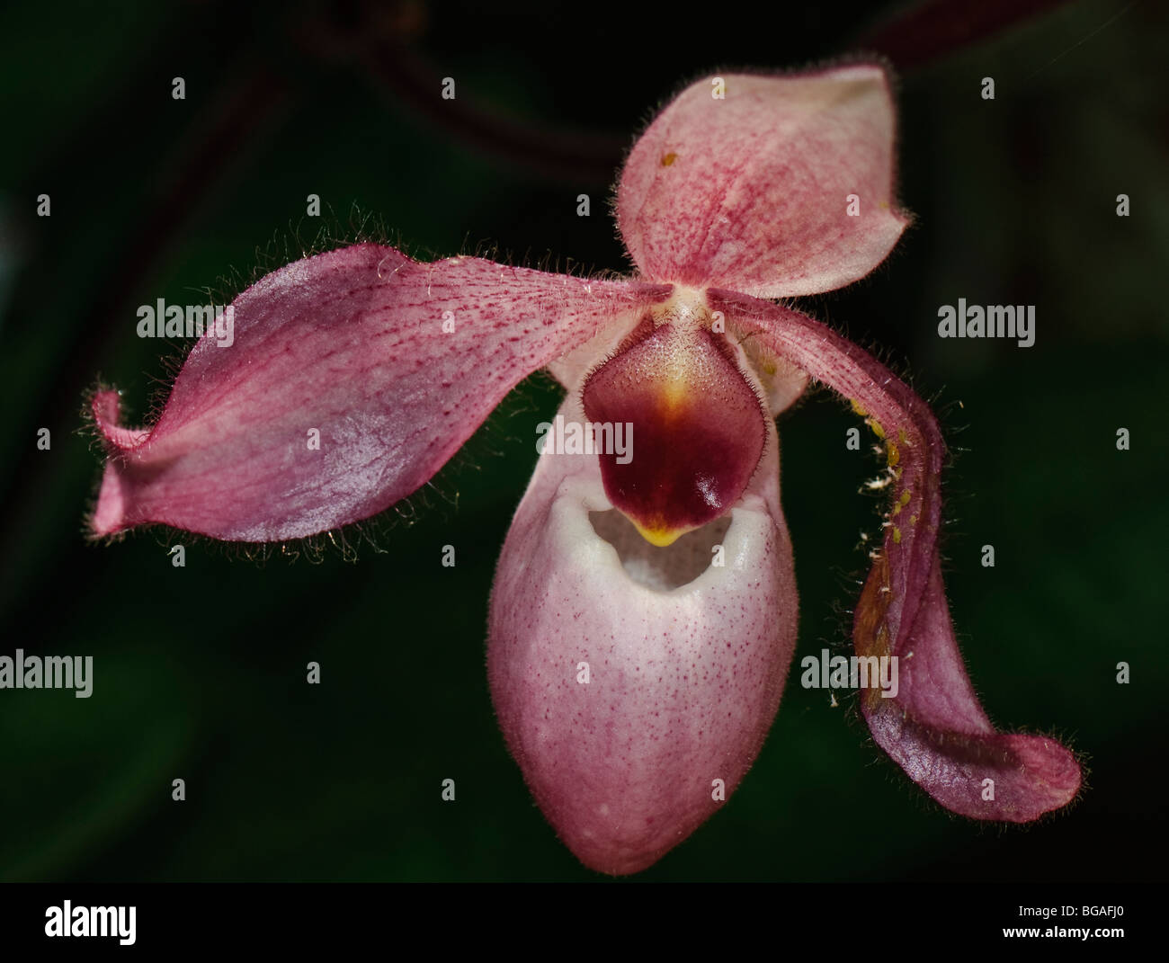 Single Paphiopedilum flower Stock Photo