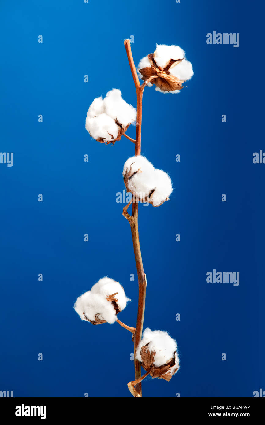 Cotton flower hires stock photography and images Alamy