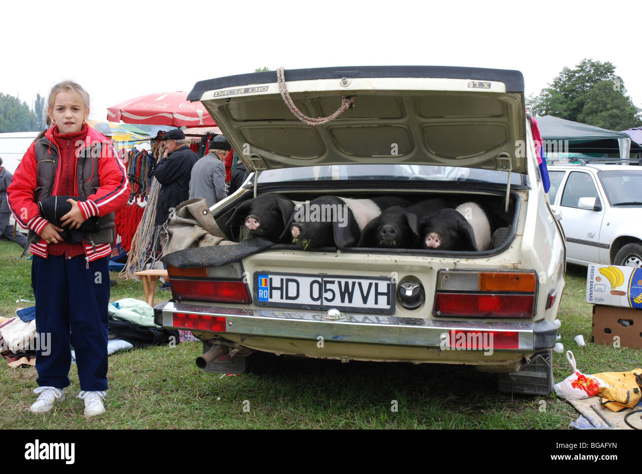 Romania, Transylvania, outdoor market, 3 pigs in a boot of a car Stock Photo
