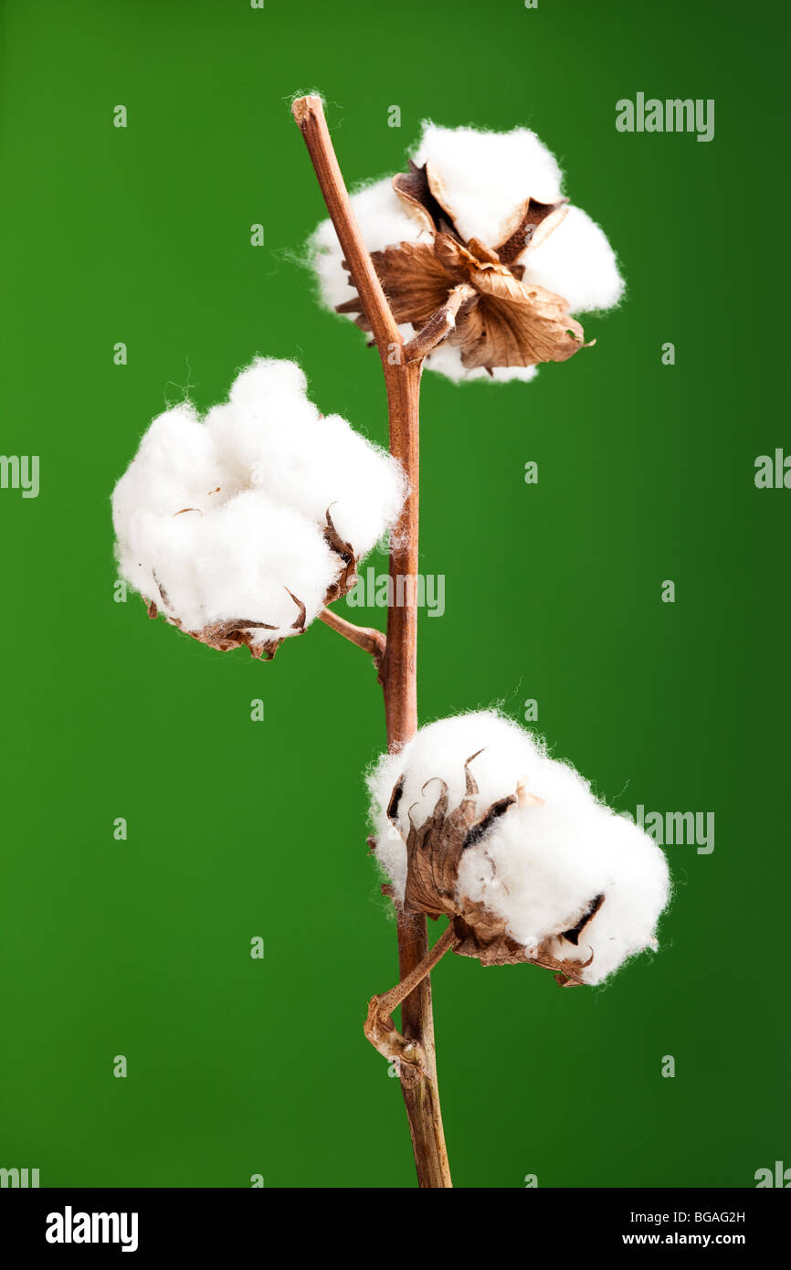 Cotton plant isolated over a green background Stock Photo - Alamy